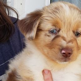 Aussiedoodles, Bernedoodles, Goldendoodles, and Poodles from Loula's Poodles and Doodles