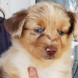 Aussiedoodles, Bernedoodles, Goldendoodles, and Poodles from Loula's Poodles and Doodles