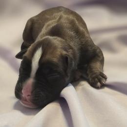 Female 3 - Fawn female Boxer puppy in Leland, North Carolina from Ocean Breeze Boxers