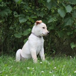 Carolina Dog Puppies from Williams Sweet Carolina