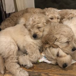 Bernedoodle and Goldendoodle Puppies from Saratoga Goldendoodles