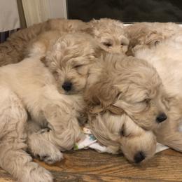 Bernedoodle and Goldendoodle Puppies from Saratoga Goldendoodles