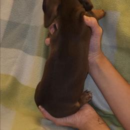 Beatrice - Chocolate and tan female Dachshund puppy in Muncie, Indiana from Dog Crick Daschunds