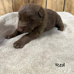 Red HC - Liver male German Shepherd puppy in Terra Alta, West Virginia from Shepherd Country Farm and Kennels