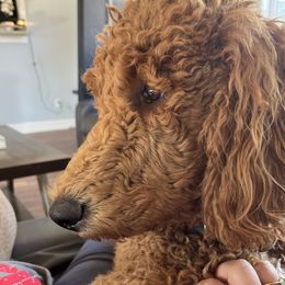 Anabel - Poodle