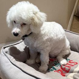 Olivia - White female Poodle puppy in Pueblo West, Colorado from Little Paws Poodles