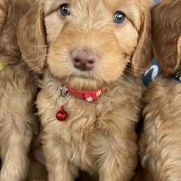 Double Doodle and Goldendoodle Puppies from My Favorite Doodle
