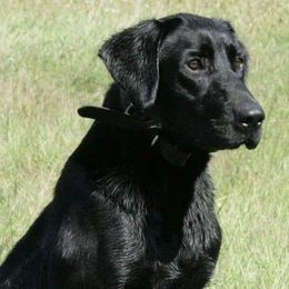 Labrador Retrievers from Kingseed Kennels