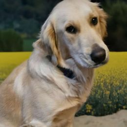 Marley - Golden Retriever