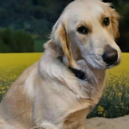 Marley - Golden Retriever