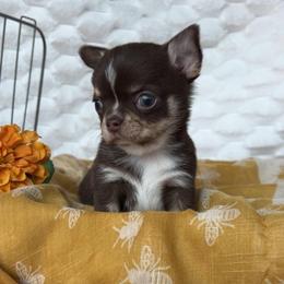 Gambino - Chocolate and tan male Chihuahua puppy in Michigan from Fanciful Thrills Kennel