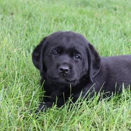 Tulsa - Black female Labrador Retriever puppy in Camden, Indiana from Prebleridge Acres