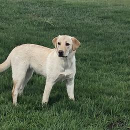 Labrador Retrievers from Learn's Labs