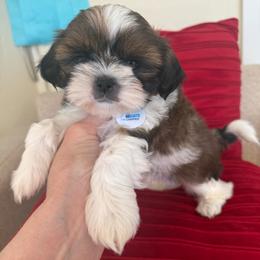 Ulysses S. Grant -AKC Champion Bloodline - Gold and white male Shih Tzu puppy in Long Beach, California from Prieto Shih-Tzu's