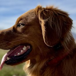 Jester - Golden Retriever