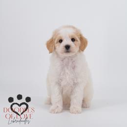 Mister Black - Parti male Labradoodle puppy in Travelers Rest, South Carolina from Doodles of Love Labradoodles
