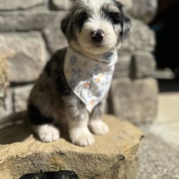 Aussiedoodle and Bernedoodle Puppies from Hickory Hideaway Doodles