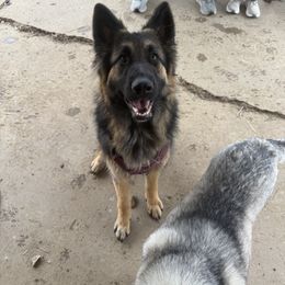 German Shepherd All Grown Up from Jessica Pardo