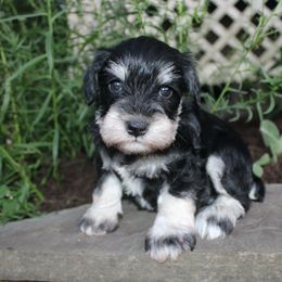 Alisha DNA Clear - Black and silver female Miniature Schnauzer puppy in Pennsylvania from Sweet Pups
