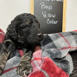 Poodle Puppies from Reeck’s Standard Poodles