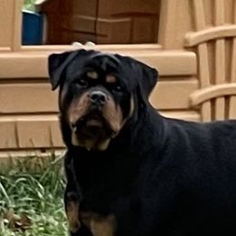 Rottweilers from Vom Hause Alistair