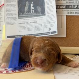 Riddle - Caramel red male Australian Labradoodle puppy in Valley Springs, California from Blue Denim Doodles