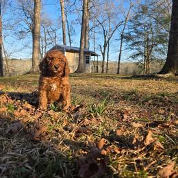 Purple - Red  male Poodle puppy in Summit, Mississippi from poodles and doodles llc