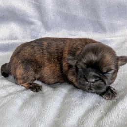 Bentley - Brindle male Shih Tzu puppy in Waynesboro, Pennsylvania from Big Win Shih Tzus
