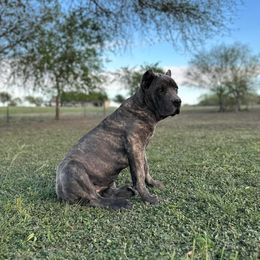 Princess - Cane Corso