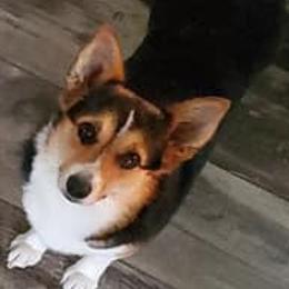 American Corgis from TKCS Kajun Corgis