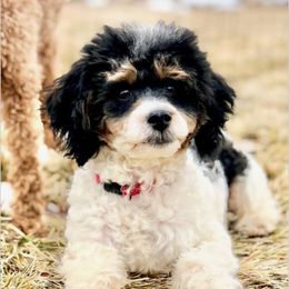 Milo - Cavapoo
