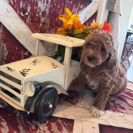 Jaxon - Red  male Goldendoodle puppy in Bucyrus, Missouri from Hill Top Pomskies