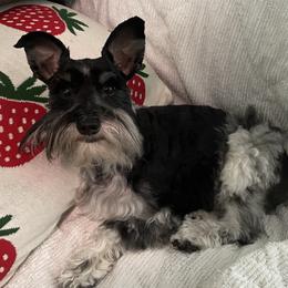 Rukus - Miniature Schnauzer