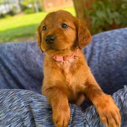 Clementine - Dark golden female Golden Retriever puppy in Maysville, North Carolina from Gold Rush Retrievers