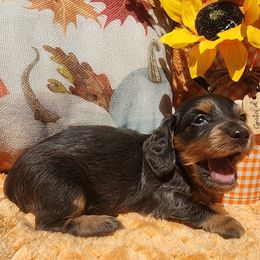 Sunshine - Blue and tan female Dachshund puppy in Goodman, Missouri from Darling Dachshunds