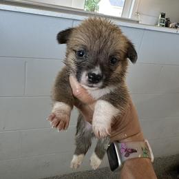 Red and white girl 3 - Red female Pembroke Welsh Corgi puppy in Ocala, Florida from Rivermont Farm