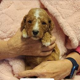 Pink - Apricot female Goldendoodle puppy in Cumming, Georgia from Chattahoochee Kennels