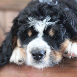 Bernedoodle Puppies from Richardville Hunde