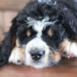 Bernedoodle Puppies from Richardville Hunde