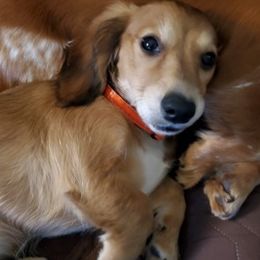 Dachshunds from Carmen's Dachshunds