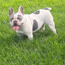 Nikita - Tricolors female French Bulldog puppy in Ronks, Pennsylvania from Bleu Rock French Bulldogs