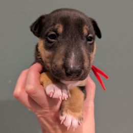 Prince - Black and tan male Miniature Bull Terrier puppy in London, Kentucky from Barton's Miniature Bull Terrier