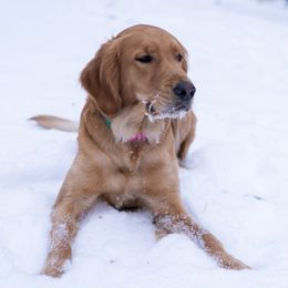 Hazel - Golden Retriever