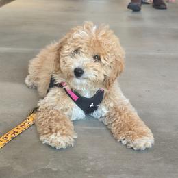 Pink - Parti female Goldendoodle puppy in Grovetown, Georgia from Snug-a-Doodles
