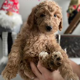 Bernedoodles, Bernese Mountain Dogs, Cavapoos, Goldendoodles, Golden Retrievers, Pembroke Welsh Corgis, and Poodles from Shaggy Mountain Pups LLC