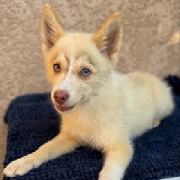 Blaze - Chocolate male Pomsky puppy in La Verne, California from Red Cedar Pomskies
