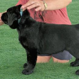 Labrador Retriever Puppies from McCracker Pond Labradors