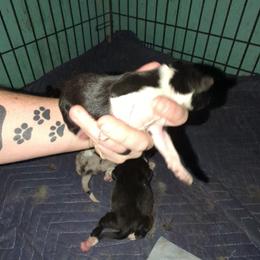 Australian Shepherd and Great Dane Puppies from AEW Farm