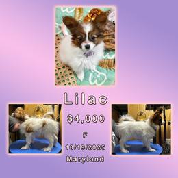 Lilac - White and sable female Papillon puppy in Oakland, Maryland from Holly Huxford
