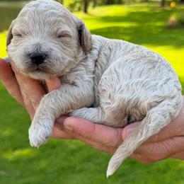 Sandy - Cream female Cavapoo puppy in Newville, Alabama from Southeast cavapoos